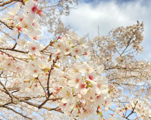桜